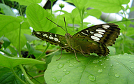 Clipper (Parthenos sylvia)